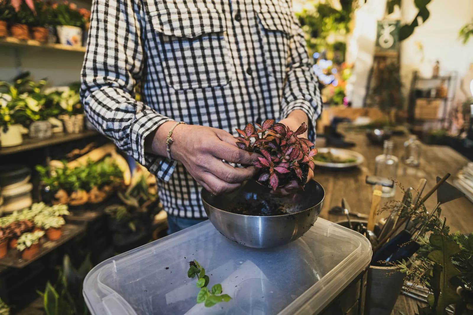 Hands repotting a plant in a Paris plant shop